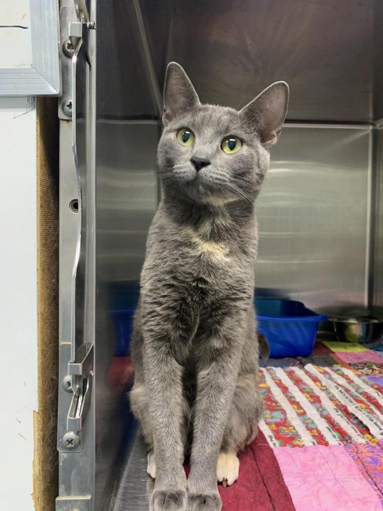 Enlarge Nilla, a ADOPTABLE Domestic Short Hair in wetaskiwin, AB image 1/1