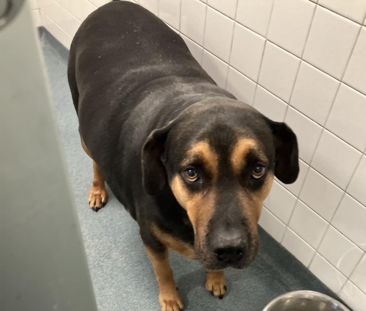 Enlarge BEASTY BOY, a Adoptable mixed breed in Dallas, TX image 1/1