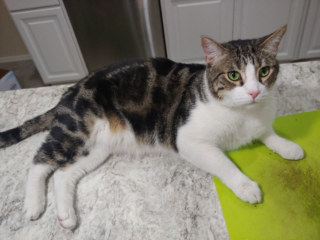 Leopold (TEXT 602-390-3633 to meet Leopold) photo 5