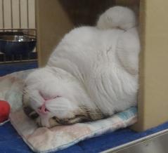 Leopold (TEXT 602-390-3633 to meet Leopold) photo 2
