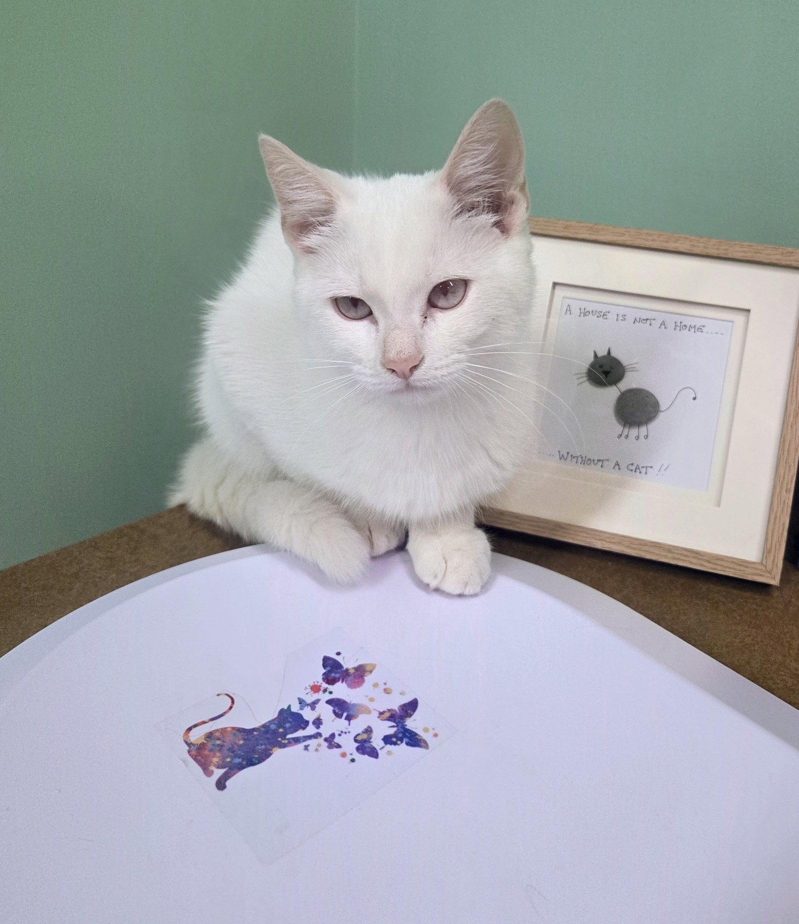 Enlarge Cindy Lu Kitten, a Adoptable Domestic Short Hair in Allentown, PA image 1/3