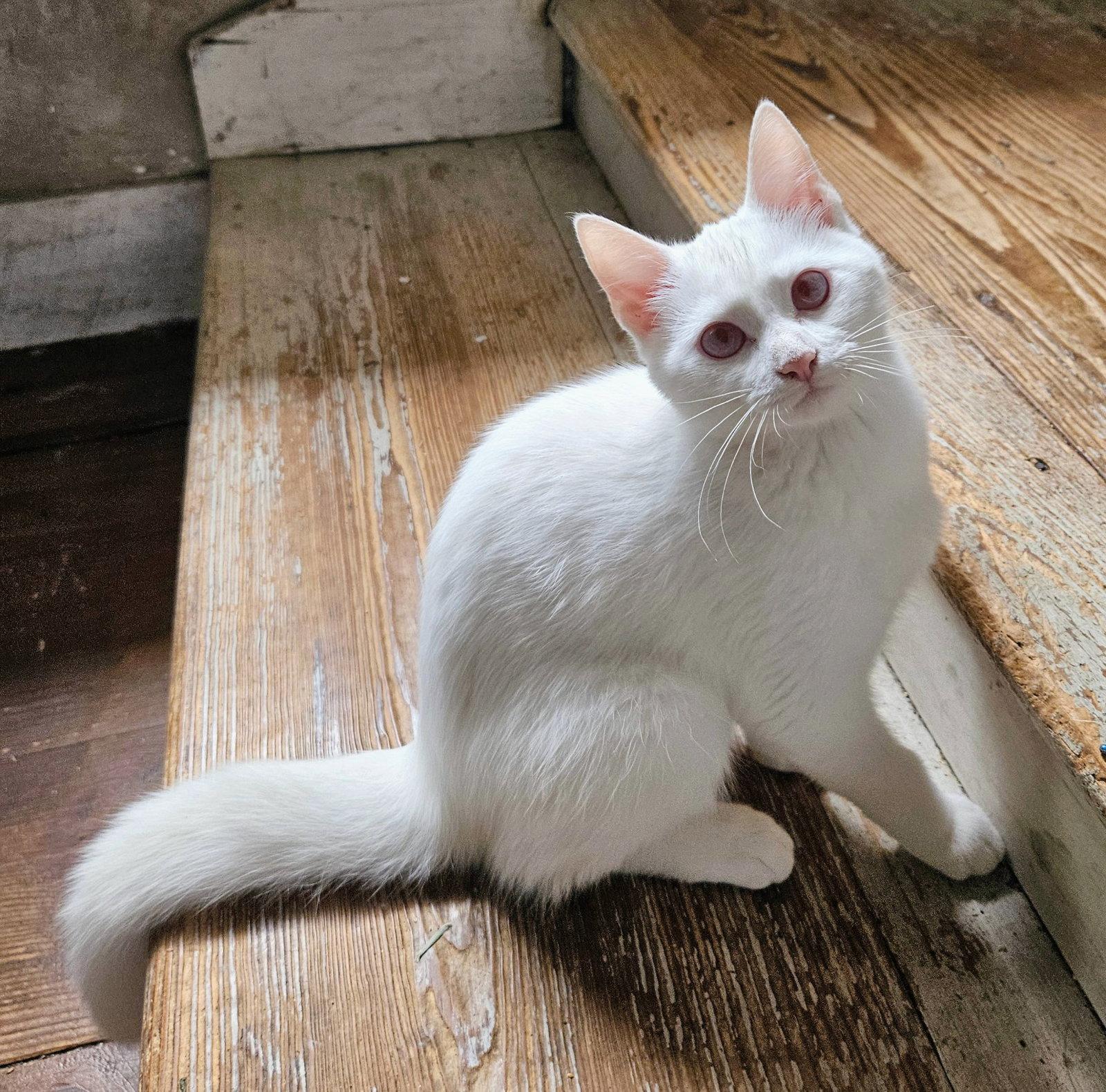 Enlarge Cindy Lu Kitten, a Adoptable Domestic Short Hair in Allentown, PA image 2/3