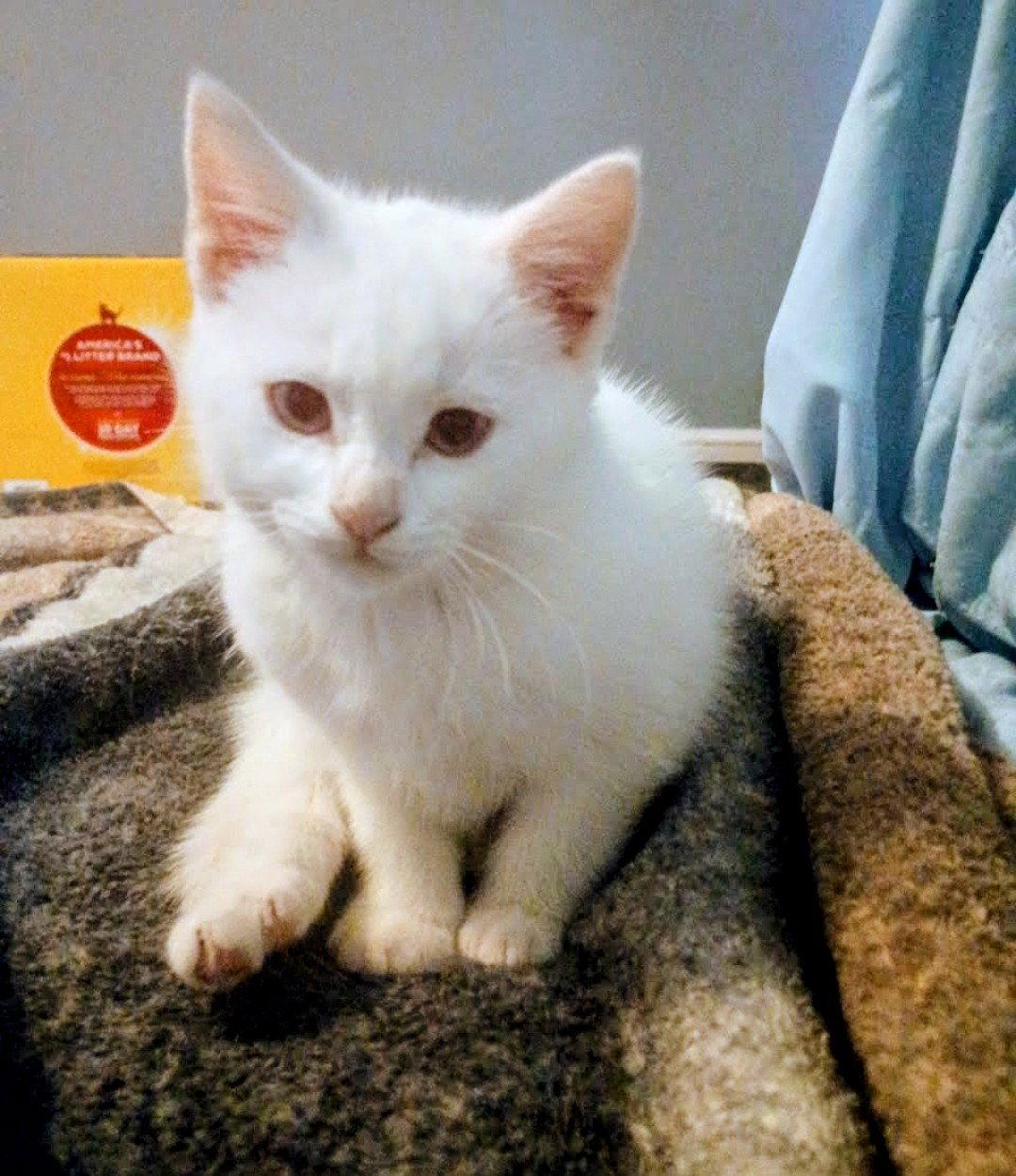 Enlarge Cindy Lu Kitten, a Adoptable Domestic Short Hair in Allentown, PA image 3/3