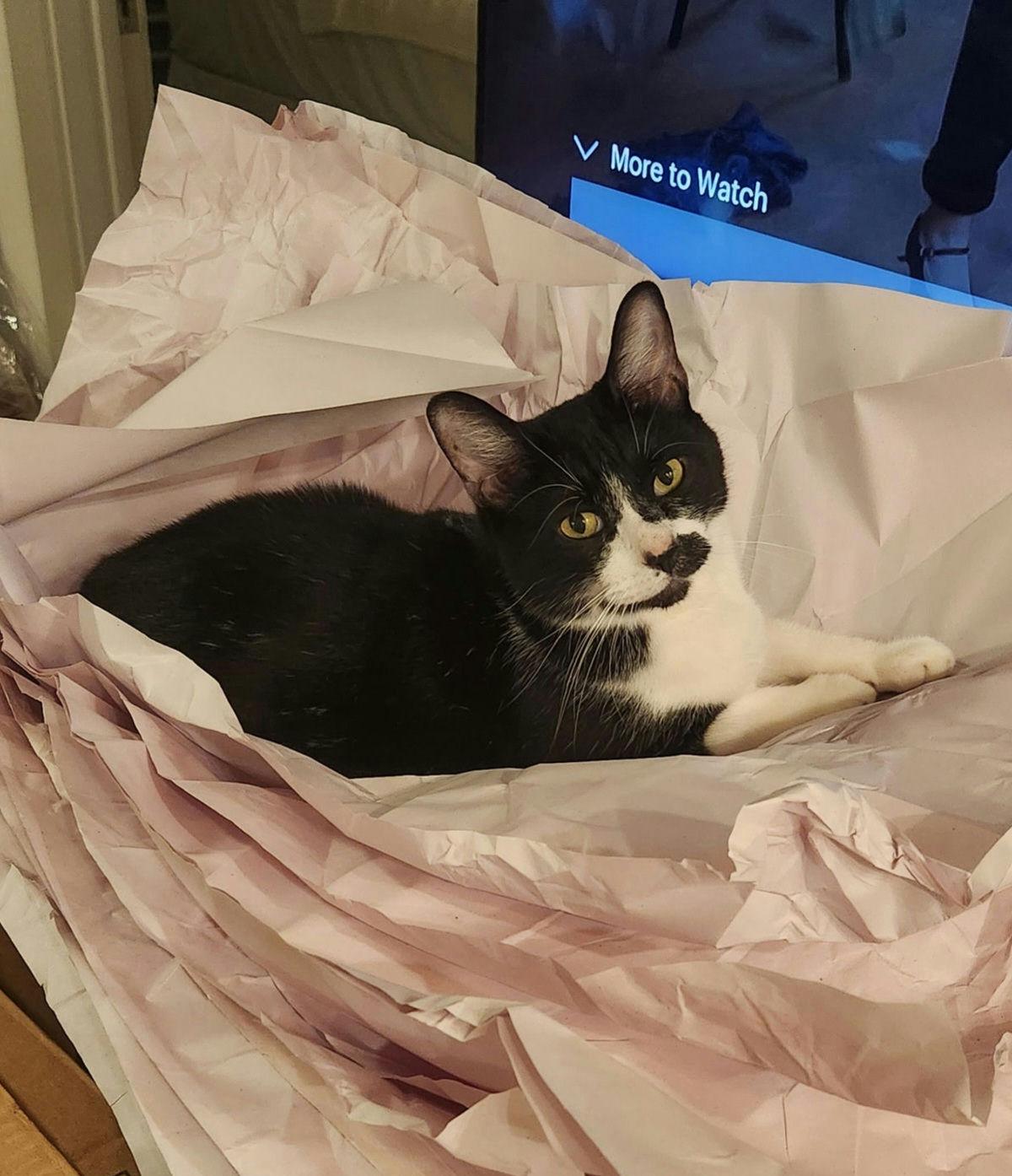 Auggie, ADOPTABLE, Adult Male Domestic Short Hair.