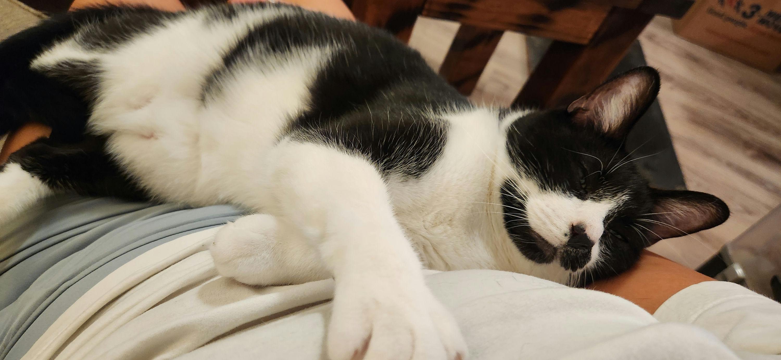 Enlarge Auggie, a ADOPTABLE Domestic Short Hair in Houston, TX image 3/6