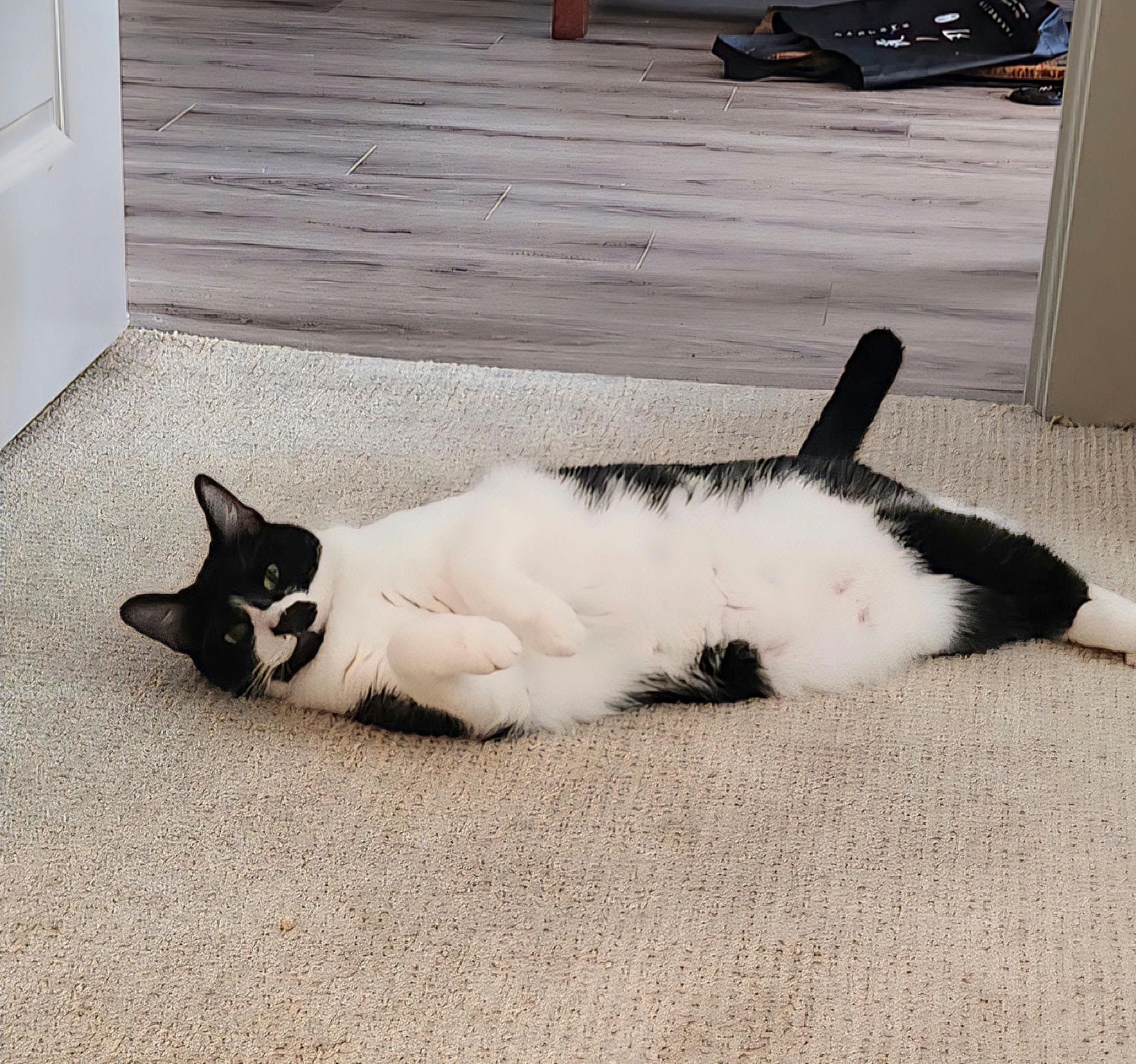 Enlarge Auggie, a ADOPTABLE Domestic Short Hair in Houston, TX image 2/6