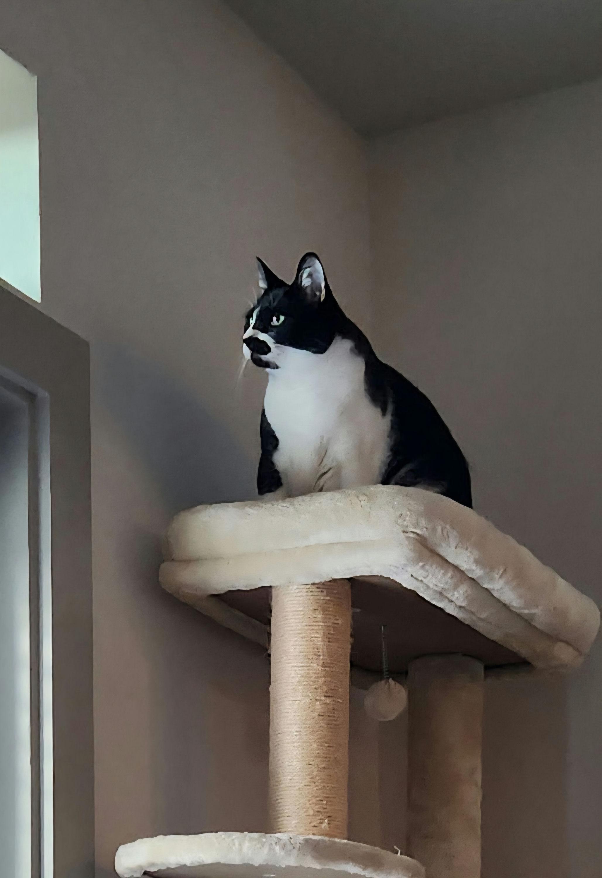 Enlarge Auggie, a ADOPTABLE Domestic Short Hair in Houston, TX image 5/6