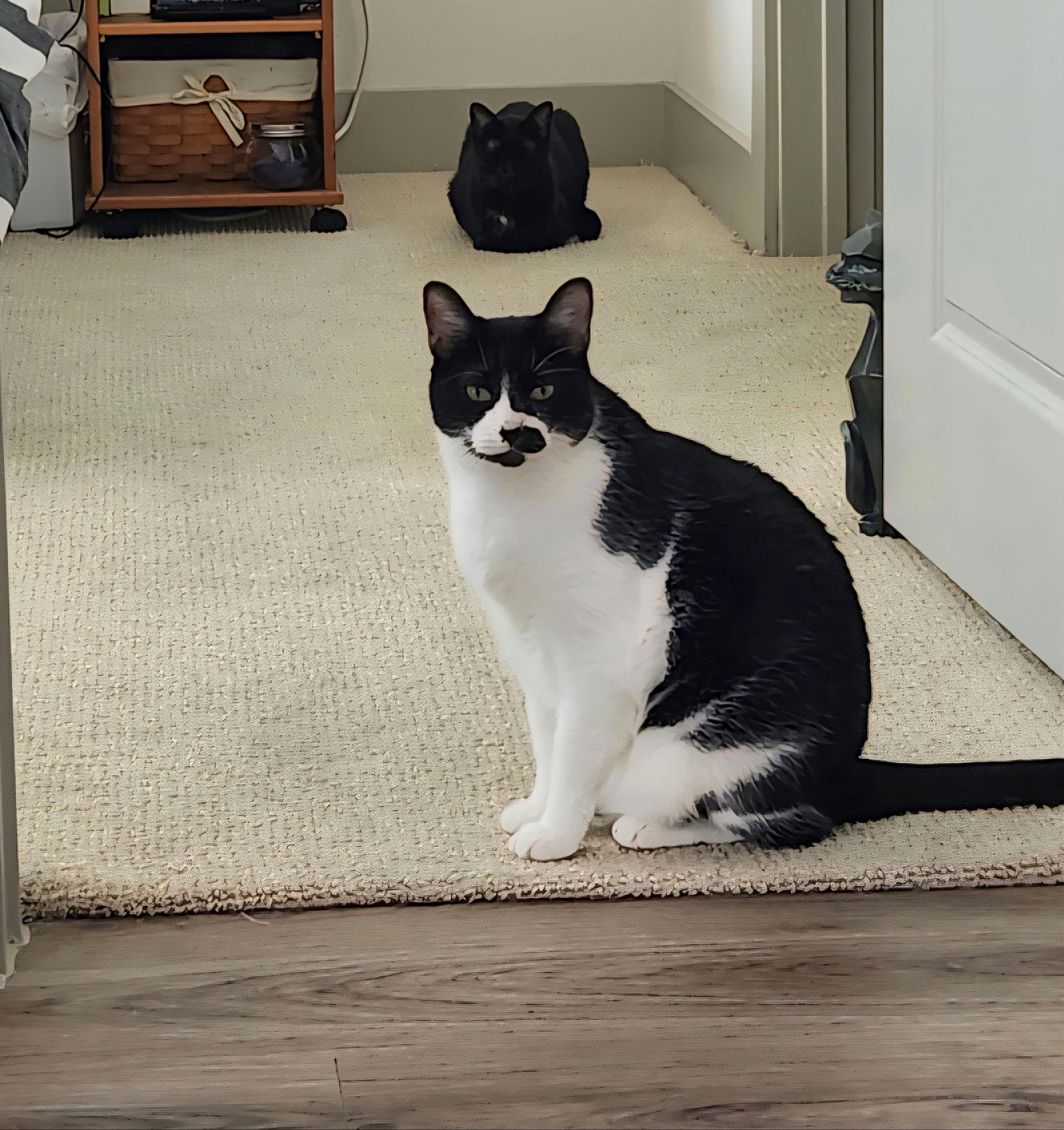 Enlarge Auggie, a ADOPTABLE Domestic Short Hair in Houston, TX image 6/6