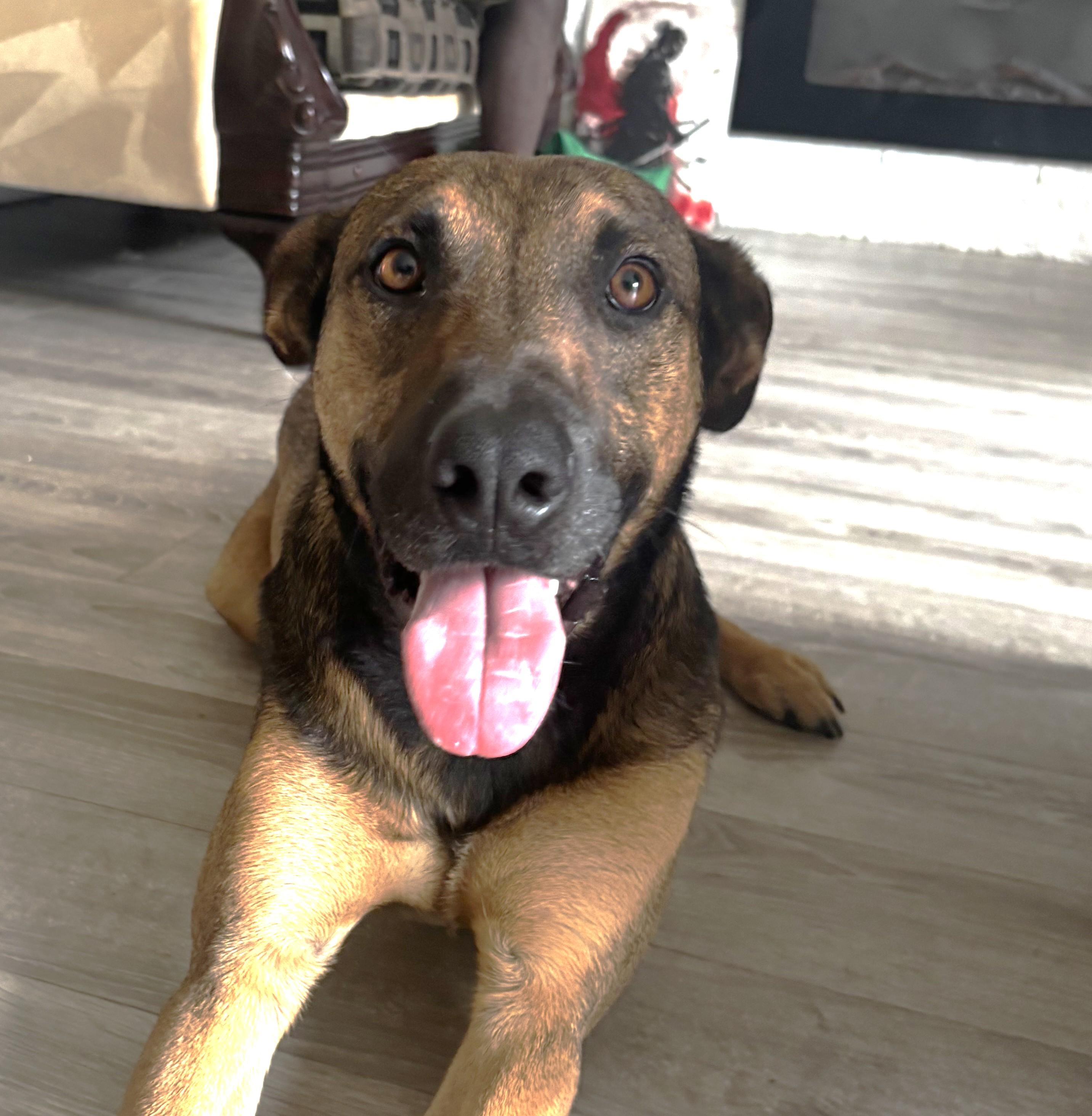 Grover (50 lbs), Adoptable, Adult Male Shepherd.