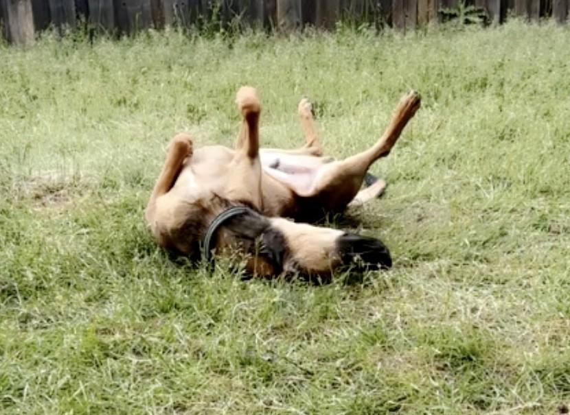 Enlarge Grover (50 lbs), a Adoptable Shepherd in Mississauga, ON image 6/6