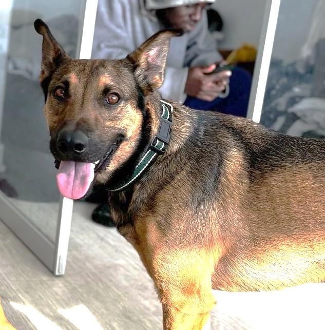 Enlarge Grover (50 lbs), a Adoptable Shepherd in Mississauga, ON image 2/6