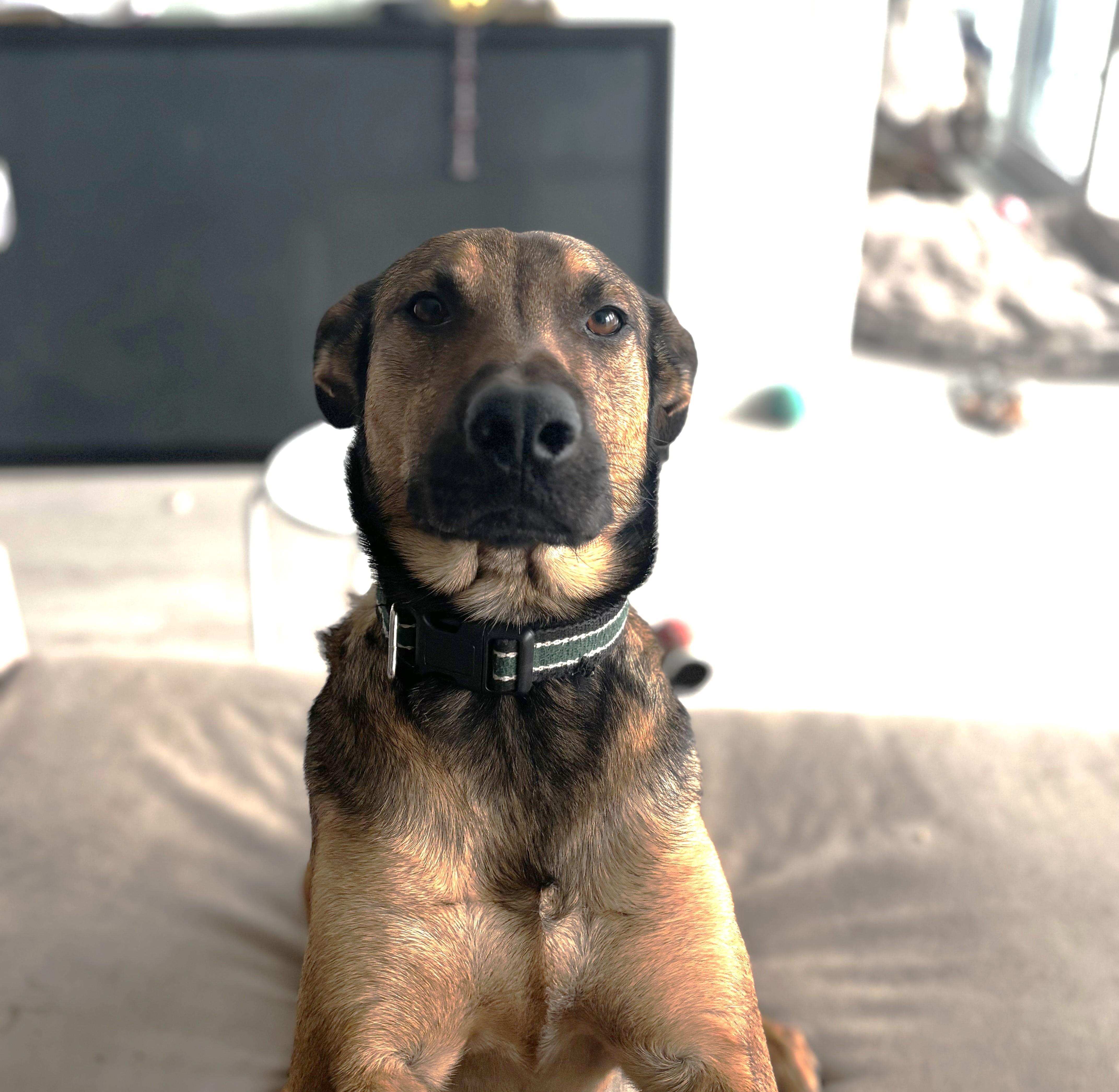 Enlarge Grover (50 lbs), a Adoptable Shepherd in Mississauga, ON image 3/6