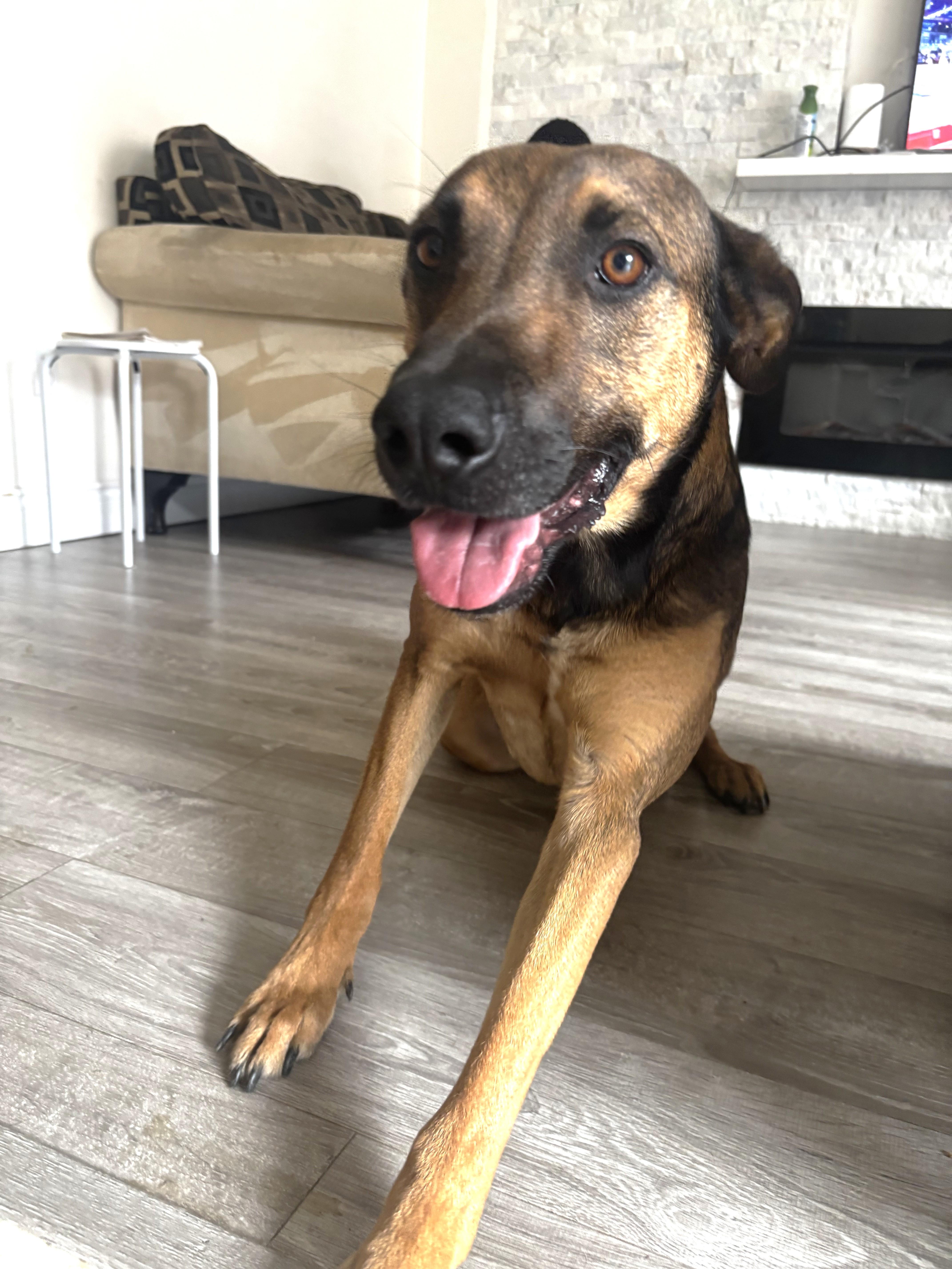 Enlarge Grover (50 lbs), a Adoptable Shepherd in Mississauga, ON image 5/6