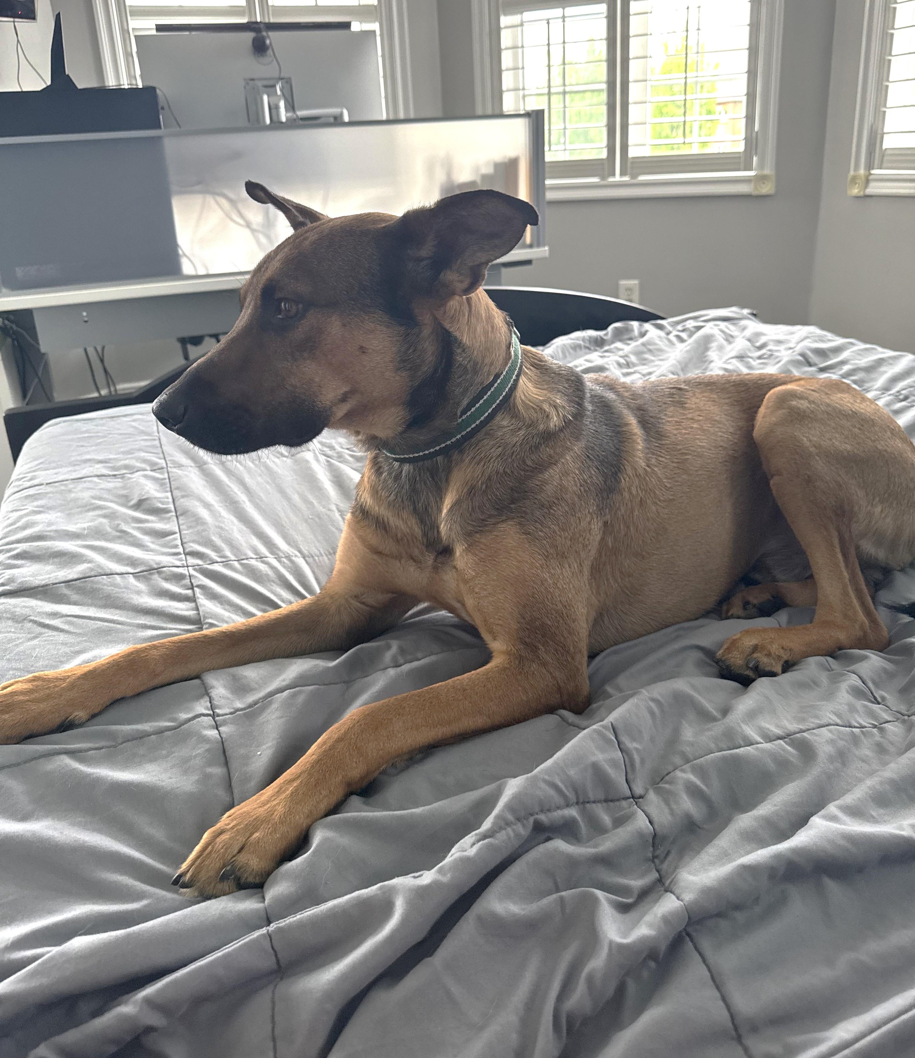 Enlarge Grover (50 lbs), a Adoptable Shepherd in Mississauga, ON image 4/6