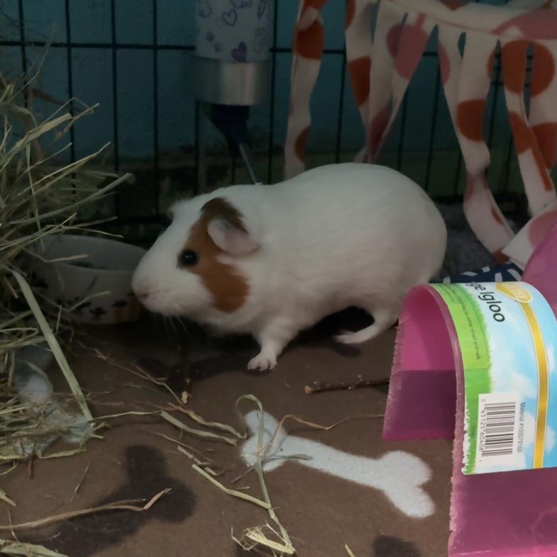 Pepper, Adoptable, Adult Male Guinea Pig & Guinea Pig.