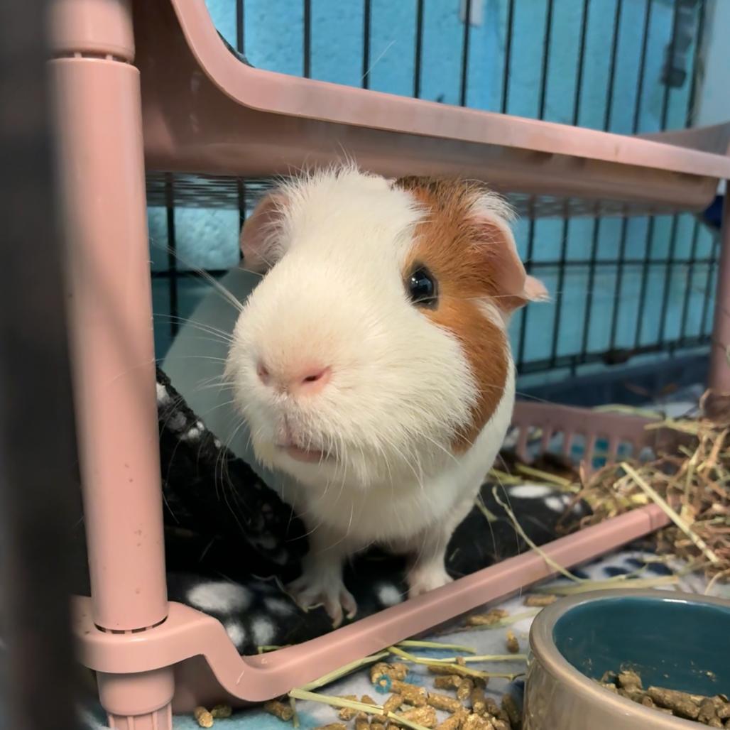 Pepper, a Adoptable mixed breed in Providence, RI image 2/6