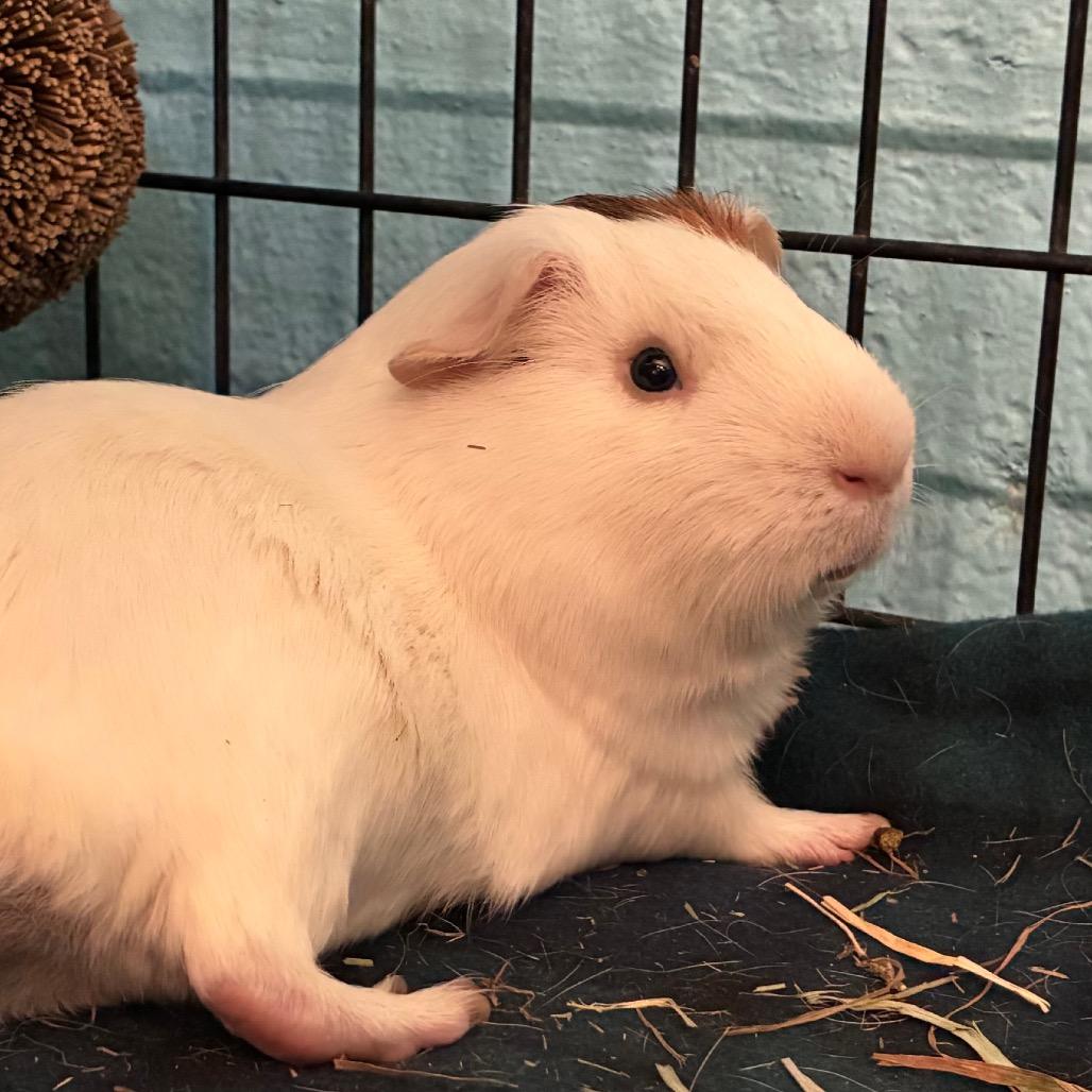 Enlarge Pepper, a Adoptable mixed breed in Providence, RI image 2/6