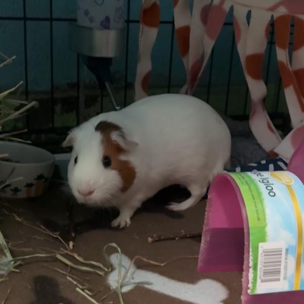 Enlarge Pepper, a Adoptable mixed breed in Providence, RI image 2/5