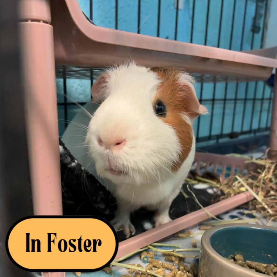 Enlarge Pepper, a Adoptable mixed breed in Providence, RI image 3/6