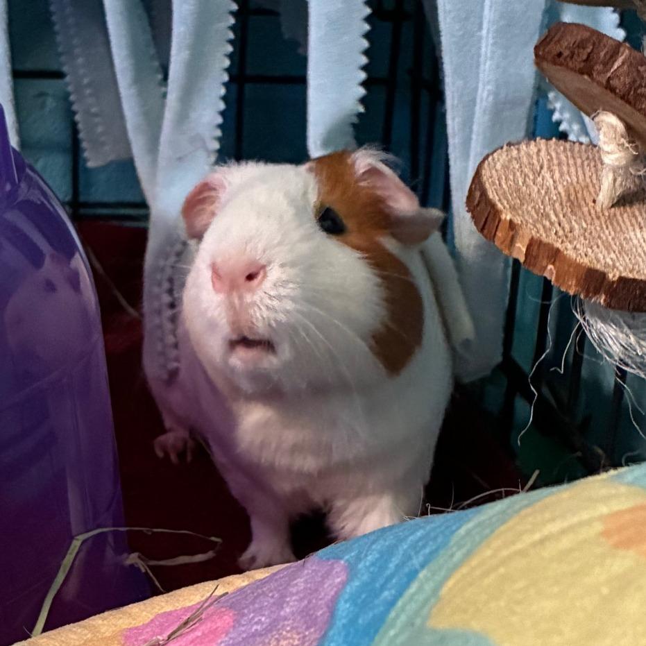 Pepper, a Adoptable mixed breed in Providence, RI image 4/6