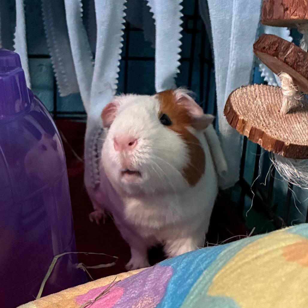 Enlarge Pepper, a Adoptable mixed breed in Providence, RI image 3/5