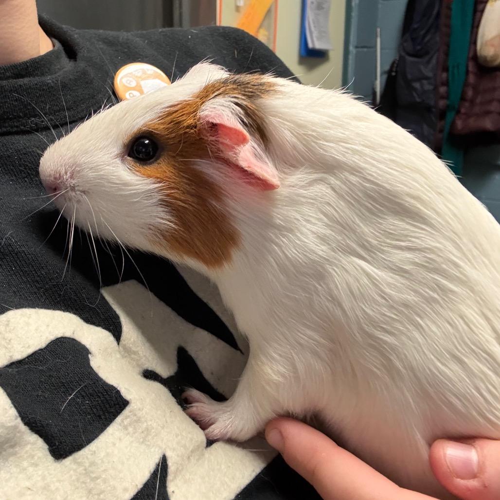 Enlarge Pepper, a Adoptable mixed breed in Providence, RI image 4/5