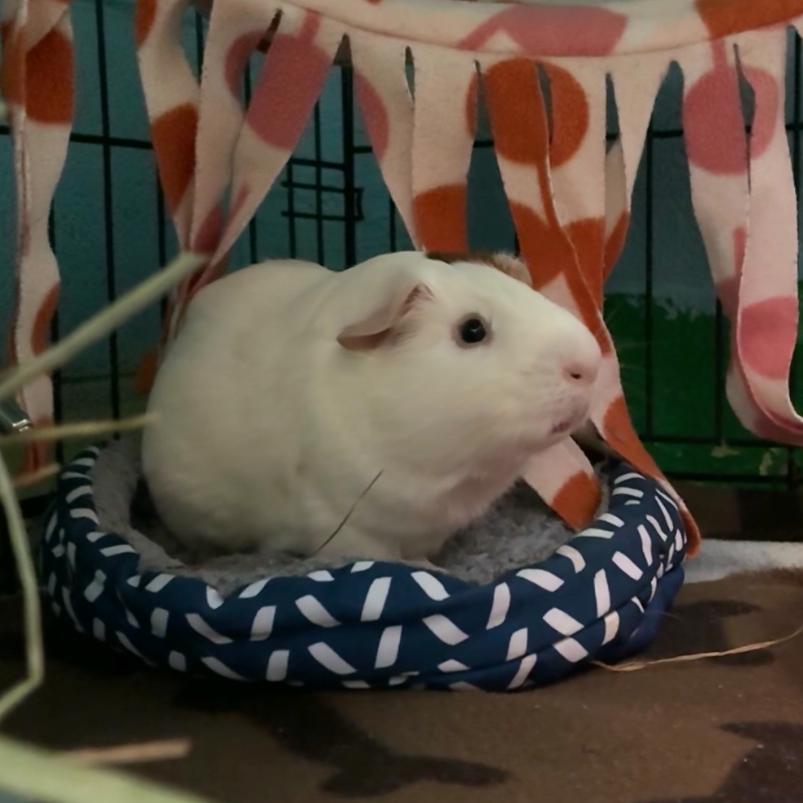 Enlarge Pepper, a Adoptable mixed breed in Providence, RI image 5/5