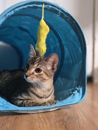 Enlarge Daisy, a Adoptable mixed breed in Liverpool, TX image 2/6