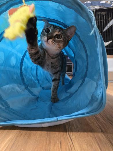 Daisy — thumbnail 2