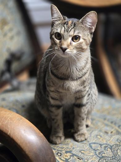 Daisy, Adoptable, Kitten Female Domestic Short Hair & Tabby.