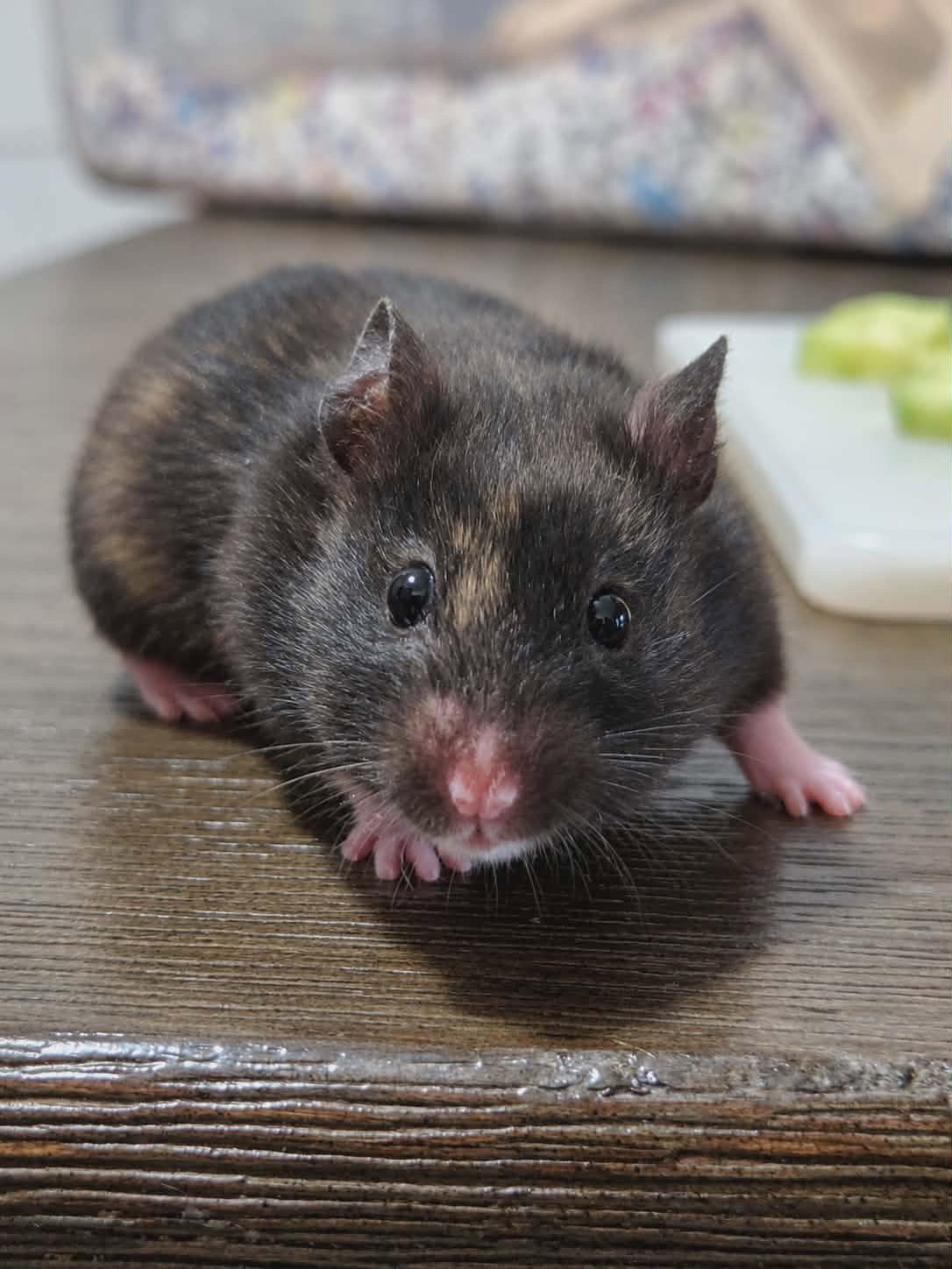 Blossom (Courtesy Listing), a Adoptable Hamster in Baton Rouge, LA image 2/3