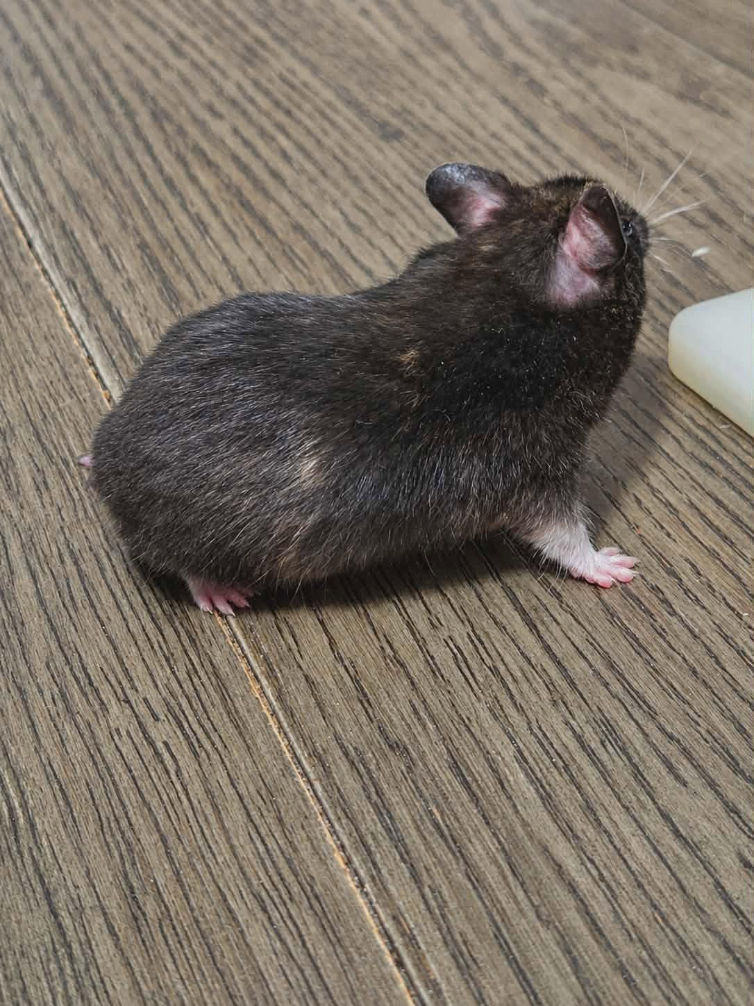 Blossom (Courtesy Listing), a Adoptable Hamster in Baton Rouge, LA image 3/3