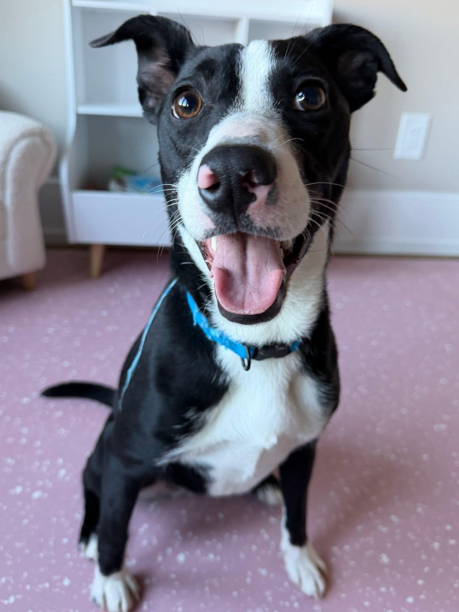 Enlarge Sassy, a ADOPTABLE American Staffordshire Terrier in Albemarle, NC image 1/5