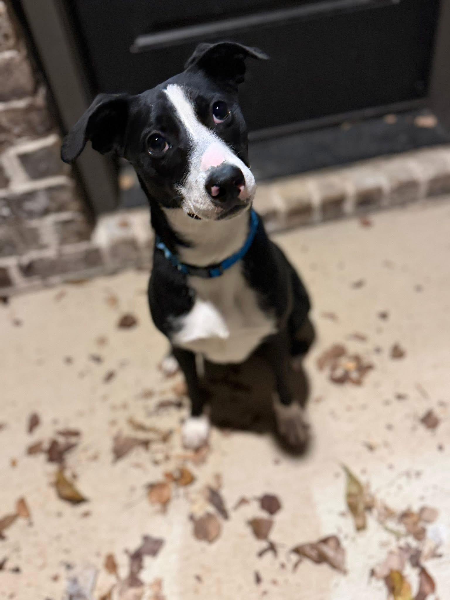Enlarge Sassy, a ADOPTABLE American Staffordshire Terrier in Albemarle, NC image 4/5