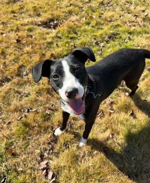 Enlarge Sassy, a ADOPTABLE American Staffordshire Terrier in Albemarle, NC image 3/5