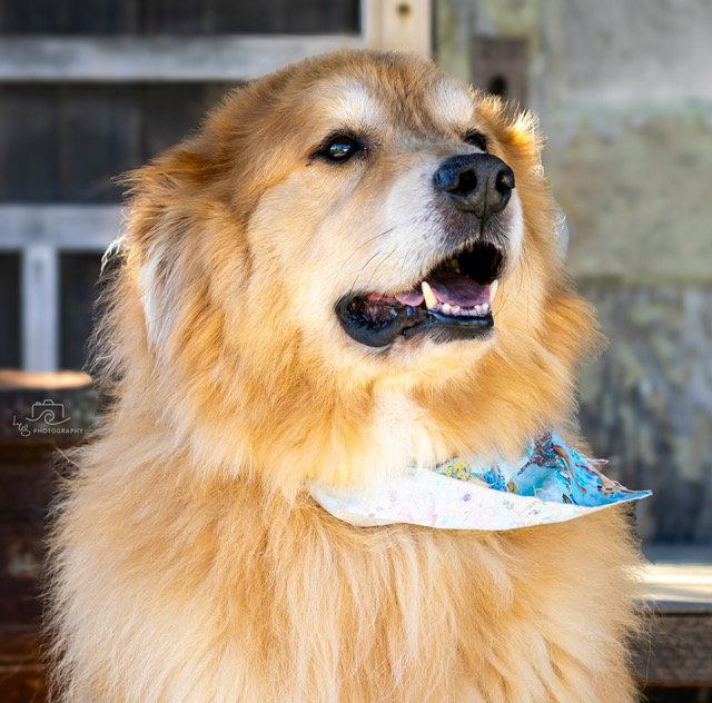 GOLDEN BARON, Adopted, Adult Male Great Pyrenees & Golden Retriever.