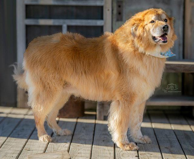 Enlarge GOLDEN BARON, a Adopted mixed breed in Franklin, TN image 2/3