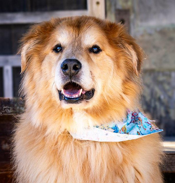 Enlarge GOLDEN BARON, a Adopted mixed breed in Franklin, TN image 3/3