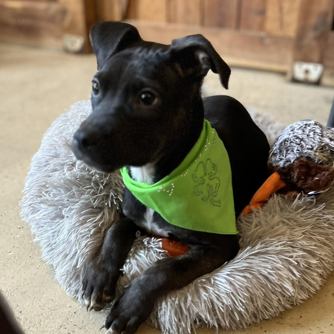 Chloe , an adopted mixed breed in Egg Harbor City, NJ image 4/4