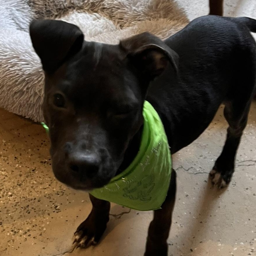 Chloe , an adopted mixed breed in Egg Harbor City, NJ image 3/4