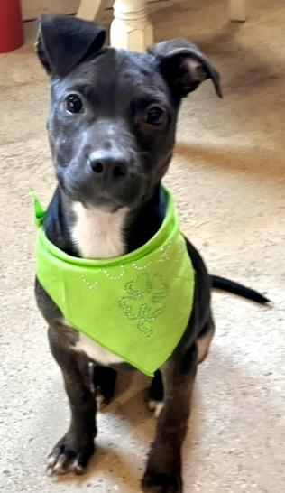 Chloe , an adopted mixed breed in Egg Harbor City, NJ image 2/4