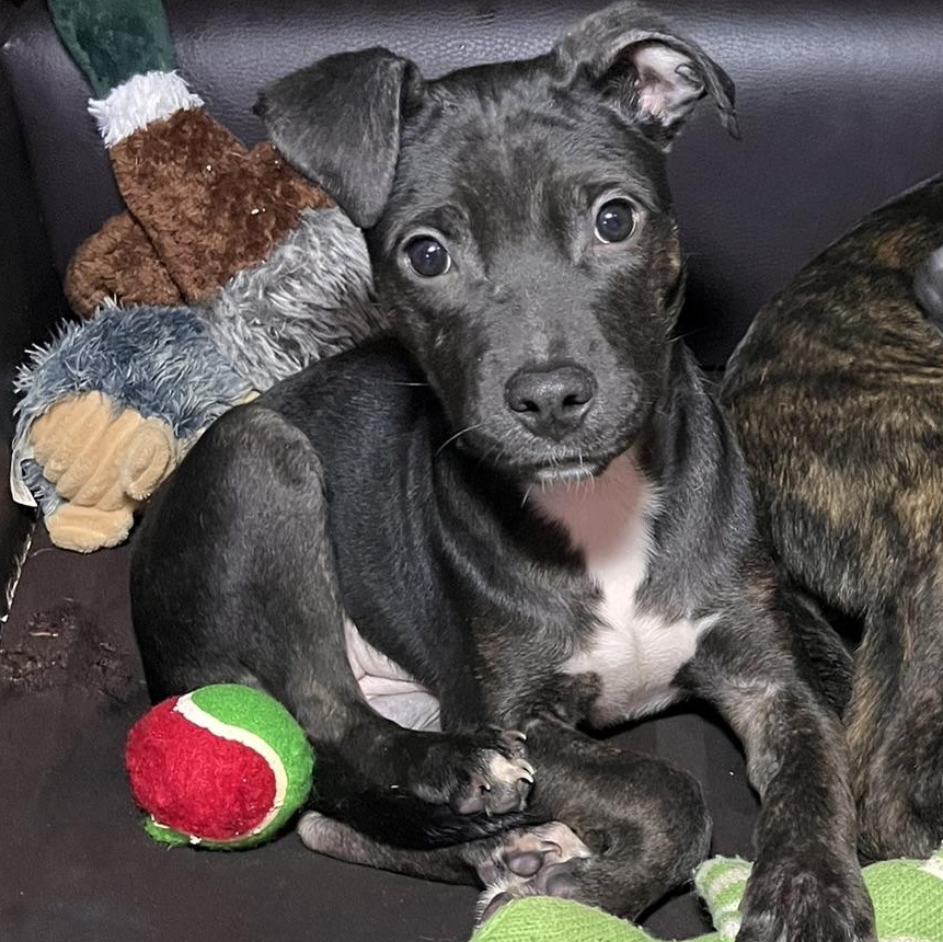 Chloe , adopted, Puppy Female Pit Bull Terrier & Catahoula Leopard Dog.