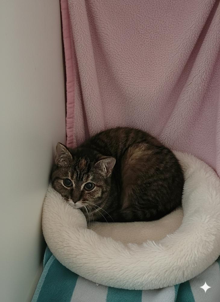 Jay Jay #3, Adoptable, Kitten Female Domestic Short Hair & Domestic Short Hair.