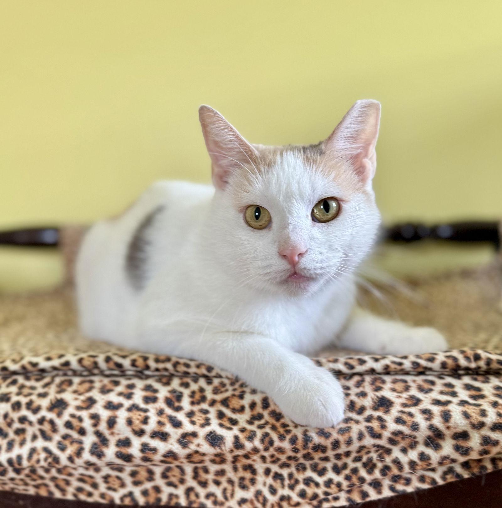 Enlarge Tina Purrner, a Adoptable Domestic Short Hair in Newtown Square, PA image 1/2