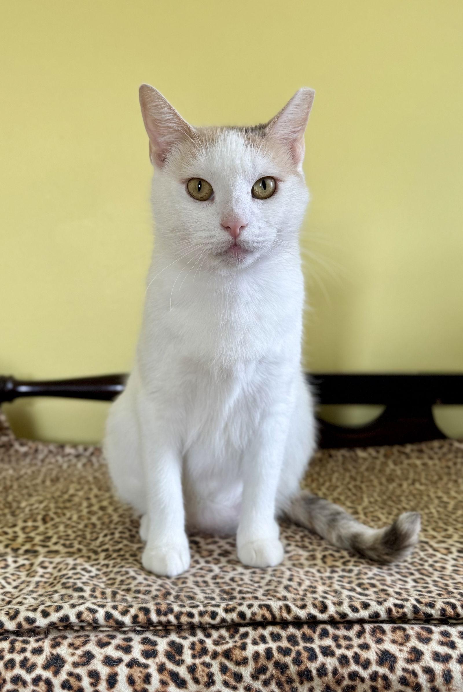 Enlarge Tina Purrner, a Adoptable Domestic Short Hair in Newtown Square, PA image 2/2