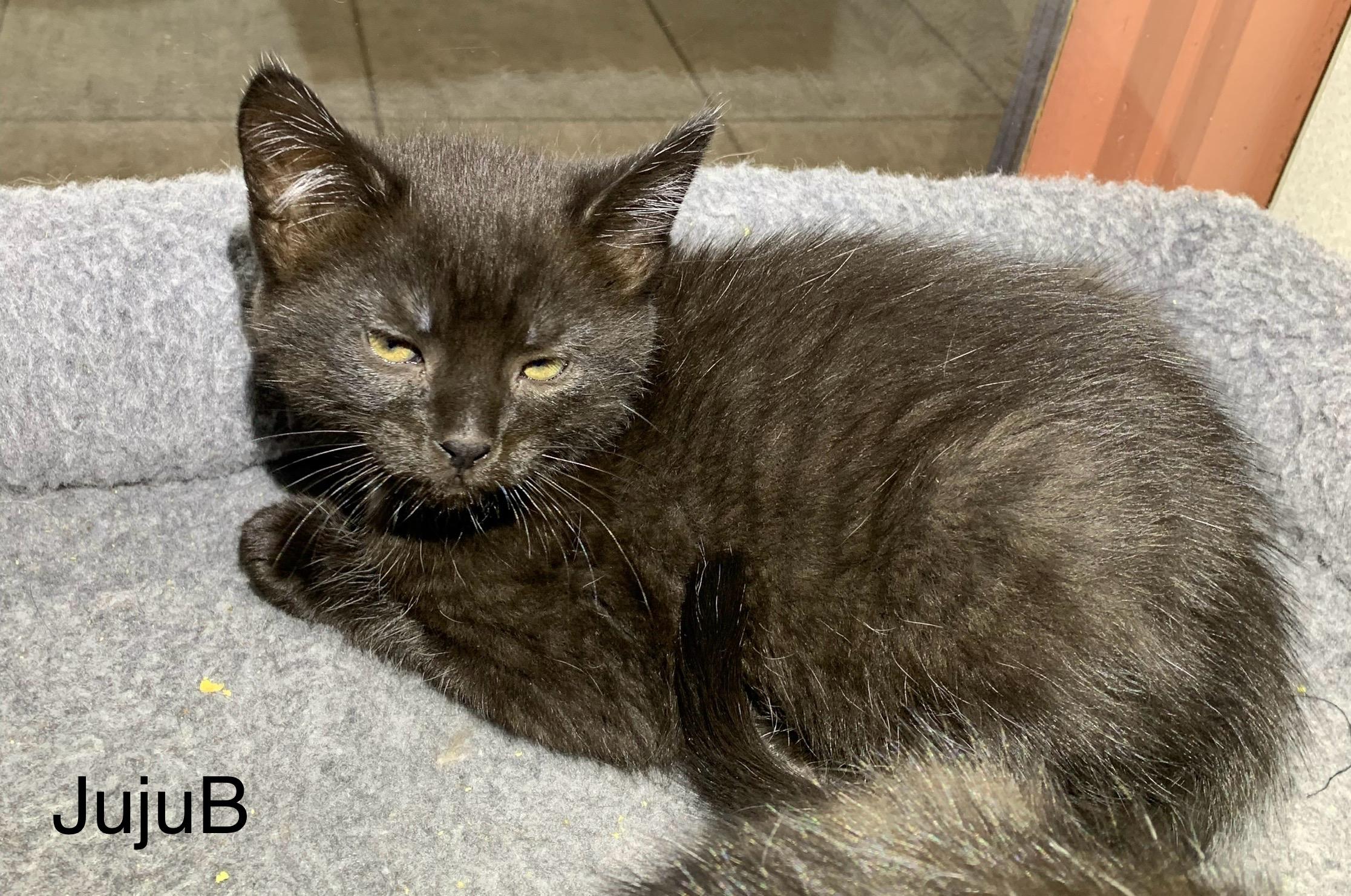 JujuB, ADOPTABLE, Kitten Female Domestic Short Hair.