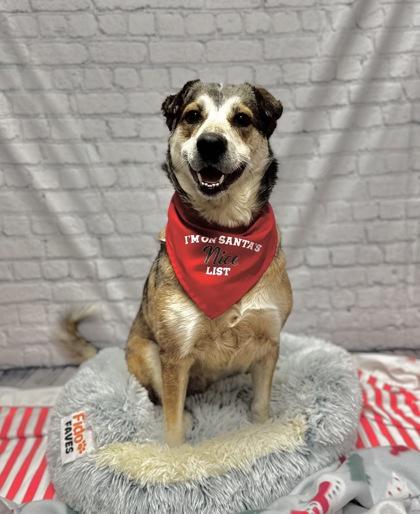 Elfie, Adoptable, Young Female Mixed Breed & Mixed Breed.