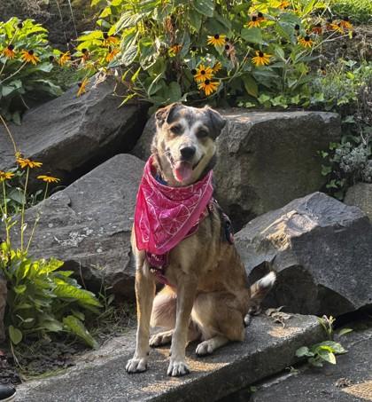 Enlarge Elfie, a Adoptable Mixed Breed in Walla Walla, WA image 2/3