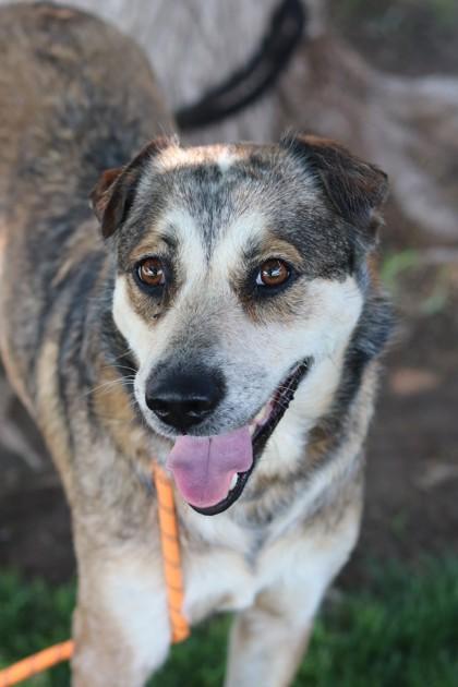 Enlarge Elfie, a Adoptable Mixed Breed in Walla Walla, WA image 3/3