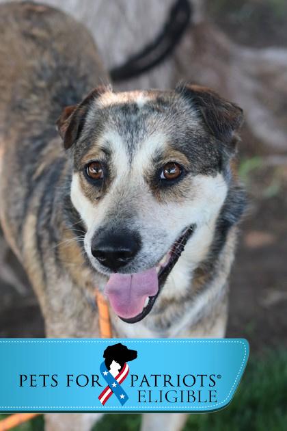 Enlarge Elfie, a Adoptable Mixed Breed in Walla Walla, WA image 2/3